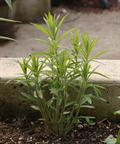 Asclepias Tuberosa